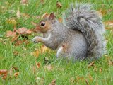 Chester Squirrel By David McAlpine